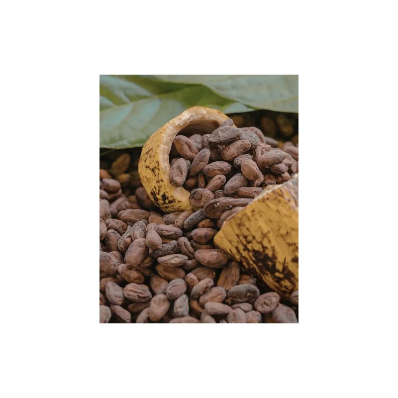 Grano De Cacao Fermentado Orgánico 1 Kg | Santo Cacao