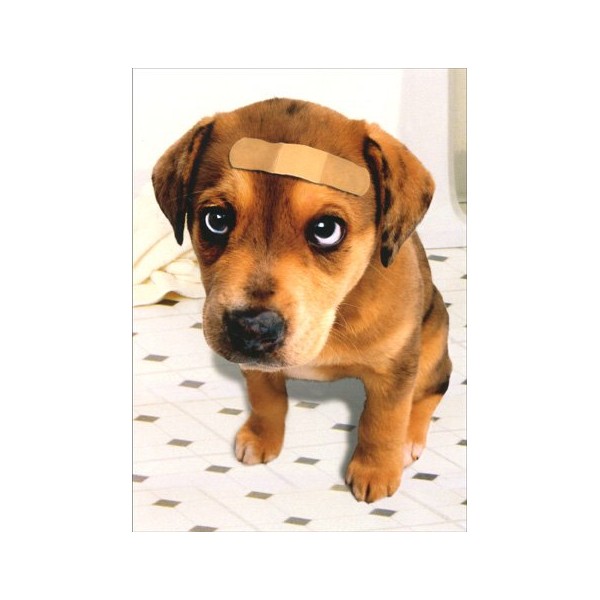 Band Aid Dog Dog Get Well Card
