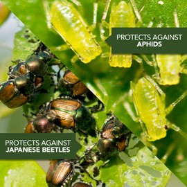 BioAdvanced All-in-One Rose and Flower Spray, Fertilizer, Insect Killer and Fungicide, 32-Ounce, Concentrate 708260D