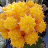 Yellow Grafted Moon Cactus - Gymnocalycium mihanovichii Hibotan Cacti Cactus