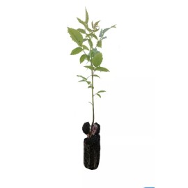 Natural Black Walnut Juglans Nigra *Rescue* Seedling Bare Root Starter Live Tree