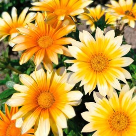 Park Seed Zany Sunny-Side Up Gazania Seeds, Pack of 25 Seeds – Fleuroselect Gold Medal Winner, Bicolor Golden-Orange and Yellow Flowers, Ideal for Beds, Borders, Containers, and Rock Gardens