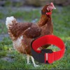 2Pcs Red Crow Rooster Collar, Crow Collar Rooster CollarNo Crow