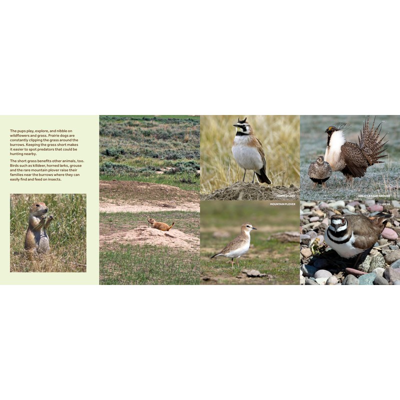 At Home with the Prairie Dog: The Story of a