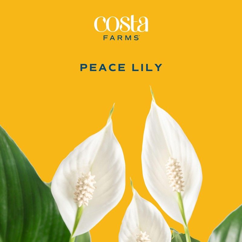 Costa Farms Peace Lily Live Plant in Decorative Pot, Air