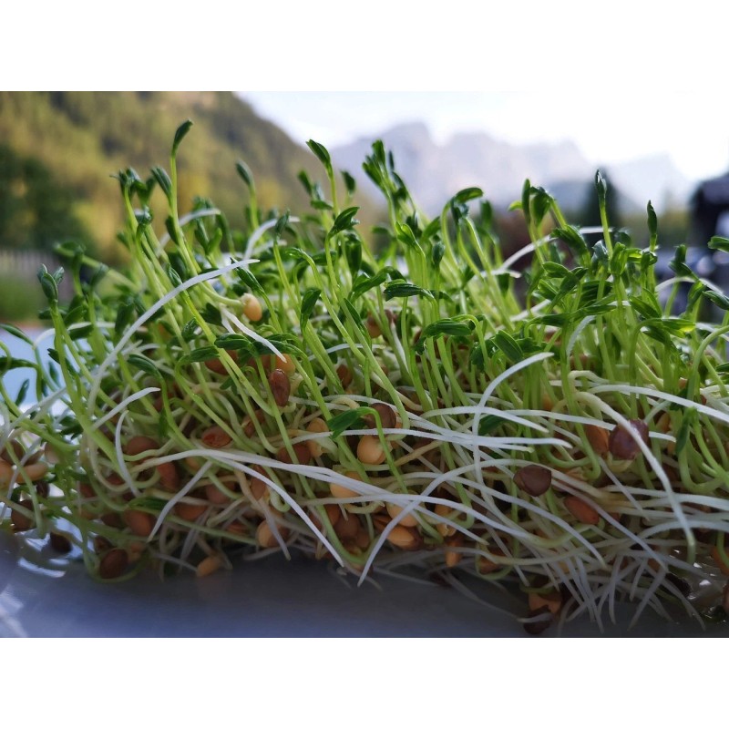 BALTORO FOODS Organic Green Lentils Whole Raw, High Fiber Non-GMO-Bulk