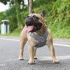 ORYEDA Dog Harness No Pull for Small Size, Easy Walk