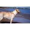 Dog Harness, No Pull Dogs Harness and Multi-Function Leash Set