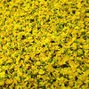국화 국화꽃 국화차 감국차 감국 100g 국산 무독식품 Chrysanthemum Chrysanthemum