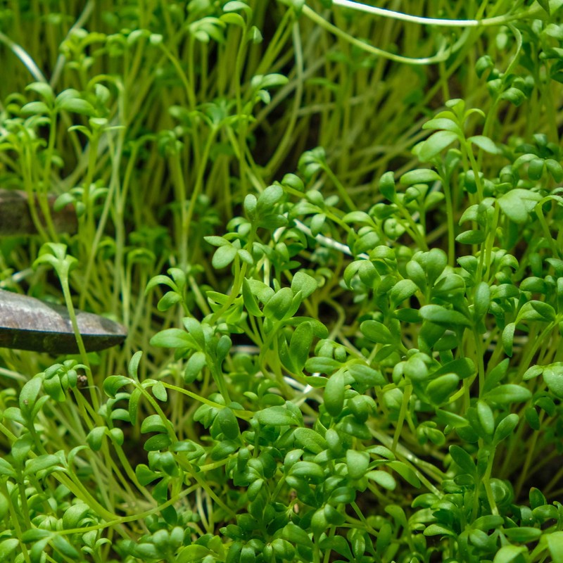 Outsidepride Watercress Herb Plant Seeds - 5000 Seeds