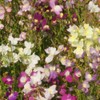 Outsidepride Toadflax - 5000 Seeds