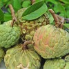 12 Sugar Apple Tree Seeds, Sweetsop Fruit Seeds, Sugar Apple