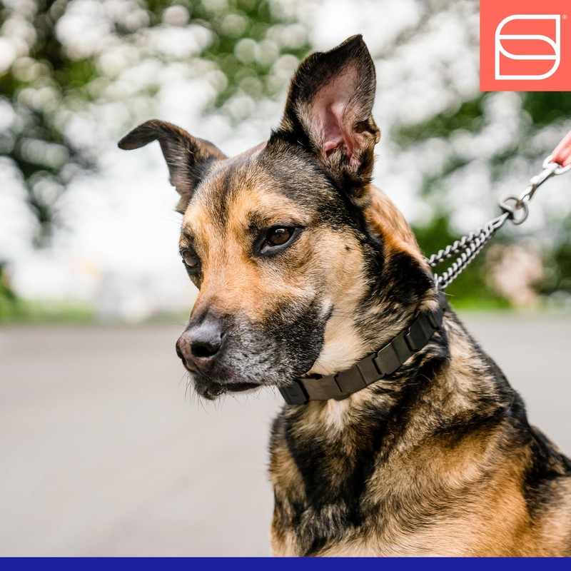 Herm. Sprenger NeckTech Fun Dog Training Collar with Quick Release