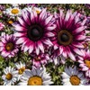 100 Strawberry Pink & White Sunflower Seeds: Heirloom Beauty for