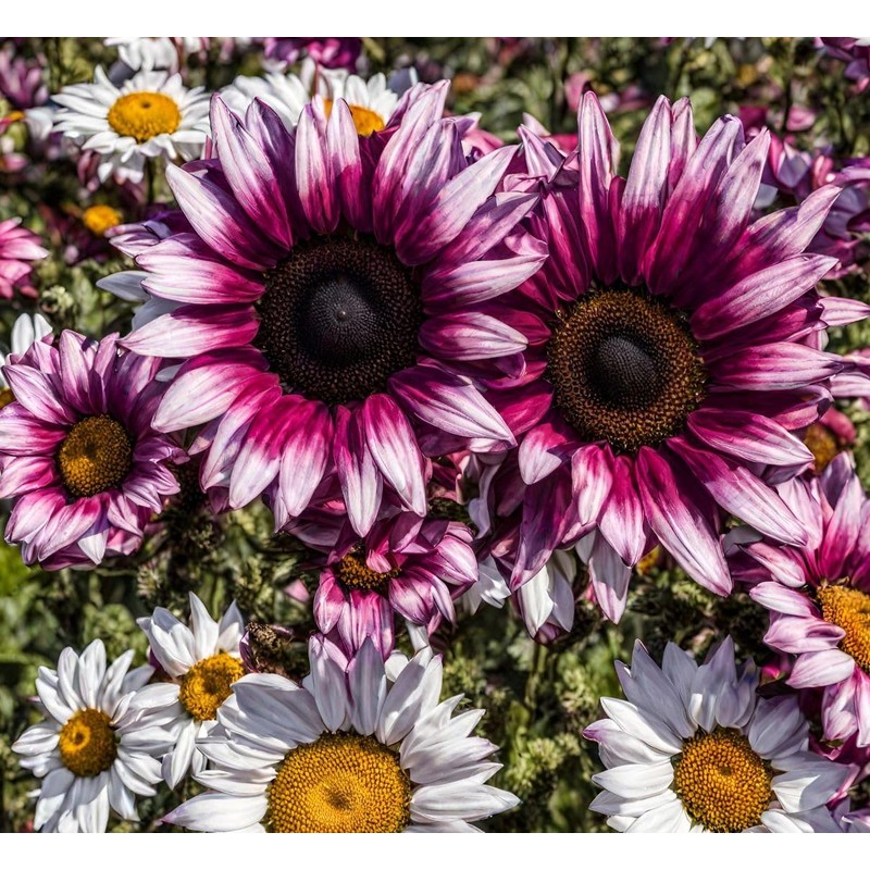 100 Strawberry Pink & White Sunflower Seeds: Heirloom Beauty for