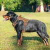 Beebiepet Arnés Táctico Resistente Chaleco Militar K9 para Perros Grandes