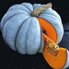 Exotic Blue Pumpkin Seeds | 10 Seeds Packet | Blue