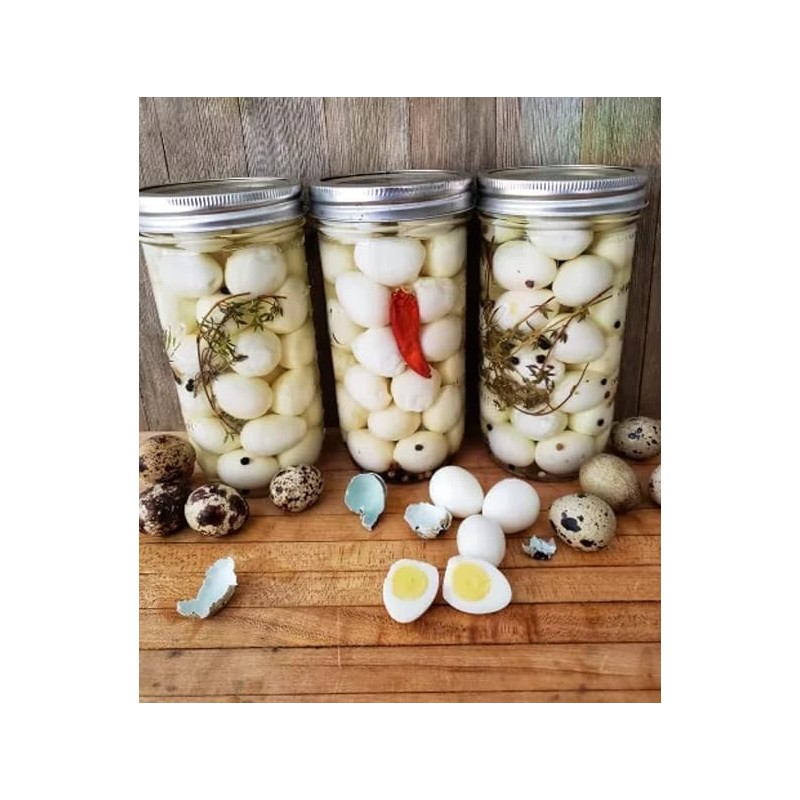 FARM FRESH Quail Eggs *Laid in the U.S.* Hormone Free;