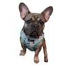 QTpawz French Bull Dog Vest Harness with Matching Leash, 4