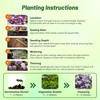 Outsidepride Mixed Alyssum Seeds - 2000 Pcs Annual, Drought-Tolerant &