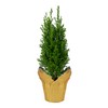 Live Dark Green Cypress Tree - Tabletop Decoration - 12"