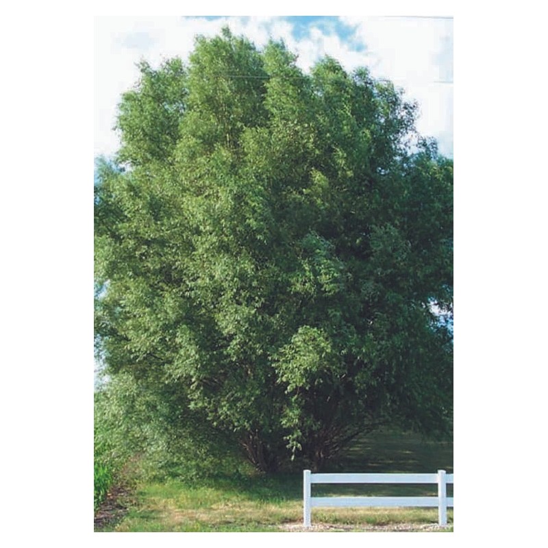 CZ Grain 1 Hybrid Aussie Willow Tree - Fastest Growing