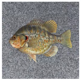 HOOKED UP GRAPHICS Shellcracker Redear Sunfish FISHING BASS BOAT CARPET DECALS GRAPHICS BONUS DECAL - 12"