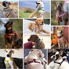 JUSTGIFT Step in No Pull Dog Harness, Free Upgrade Ultra