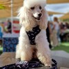 Adjustable Dog Harness Neck Chest Anti Pull Vest Neoprene Breathable