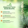 Outsidepride Soapweed Glauca Yucca Seeds for Planting - 100 Pcs