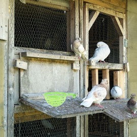 2 x Canary Nest Bird Nest Hollow Hanging Cage Eggs Finch Parrot Canary Pigeon Nest Bowl Green