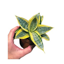 Generic Live Sansevieria Gold Star in 3 inch Pot - Mini Snake Plant - Air Purifier Plant - Easy Care Low Light Houseplant - Low Maintenance Houseplant for Gift, Green/yellow