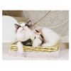 Plus Nao Cat Harness Lead Set, Leash, Chestplate, Vest, For
