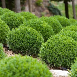 2 Green Velvet Boxwood’s, Buxus ‘Green Velvet’, Live Plants, 2.5” Nursery Cubes