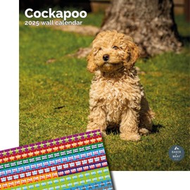 Baker and Bray Cockapoo Calendar 2025, Large Square Wall Calendar with Organisational Stickers, 16 Month, Cockapoo Gift Dog Calendar.