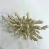 Abbott Collection 20-SEASHORE/25 Large White 3D Starfish Decorative Resin Figurine