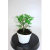 House of Bonsai Seiju Chinese Elm (Ulmus Parvifolia 'Seiju') Pre-Bonsai