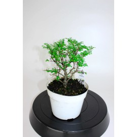 House of Bonsai Seiju Chinese Elm (Ulmus Parvifolia 'Seiju') Pre-Bonsai Tree - 6 Inch