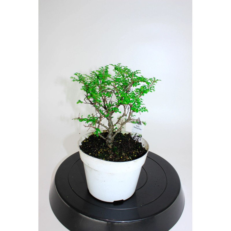 House of Bonsai Seiju Chinese Elm (Ulmus Parvifolia 'Seiju') Pre-Bonsai