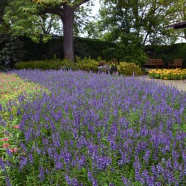 Outsidepride Angelonia Serena Blue Flower Seed - 30 Seeds