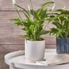 Ivyline Planter, Ceramic, White, 11.5 x 11.5cm