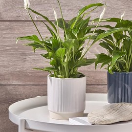 Ivyline Planter, Ceramic, White, 11.5 x 11.5cm