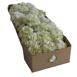 KaBloom PRIME OVERNIGHT DELIVERY - WEDDING COLLECTION - PREMIUM 30 White Hydrangeas without vase - Wholesale Fresh Flowers I Gift for Birthday, Anniversary, Thank You, Mother’s Day Fresh Flowers.