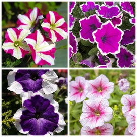 Rare Petunia Seeds for Planting - 300+ Beautiful Perennial Flowers Seeds Heirloom Vine Seeds - High Germination Rate Open Pollinated