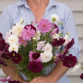 Palm Beach Medicinal Herbs - Double Click Mix Cosmos (Cosmos bipinnatus) - Packet of 10 Seeds