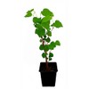 Seedeo® White Mulberry Tree (Morus Alba) Approx. 50 cm -