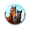 Merchandise for Fans Fridge Magnets for Horses Design Black Foal