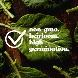 Lettuce Seeds - Crisphead - Blonde De Paris - 1 g Packet ~900 Seeds - Lactuca Sativa - Farm & Garden Vegetable Seeds - Non-GMO, Heirloom, Open Pollinated, Annual