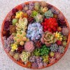 Mixed Succulent Seeds, 100seeds/pack