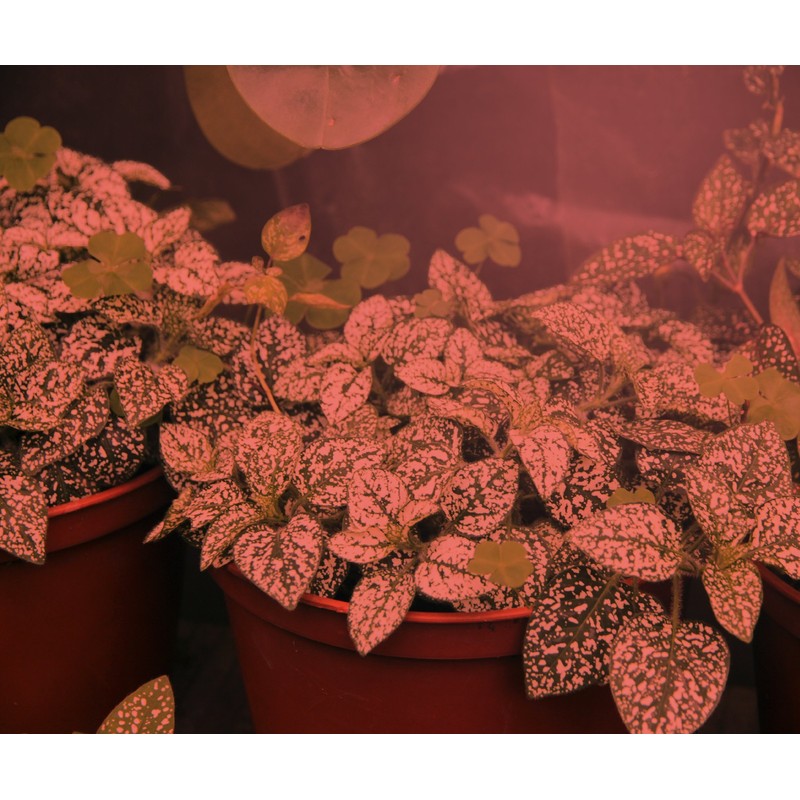 Miracle LED 604586 Ultra Grow Red Spectrum LED Grow Light